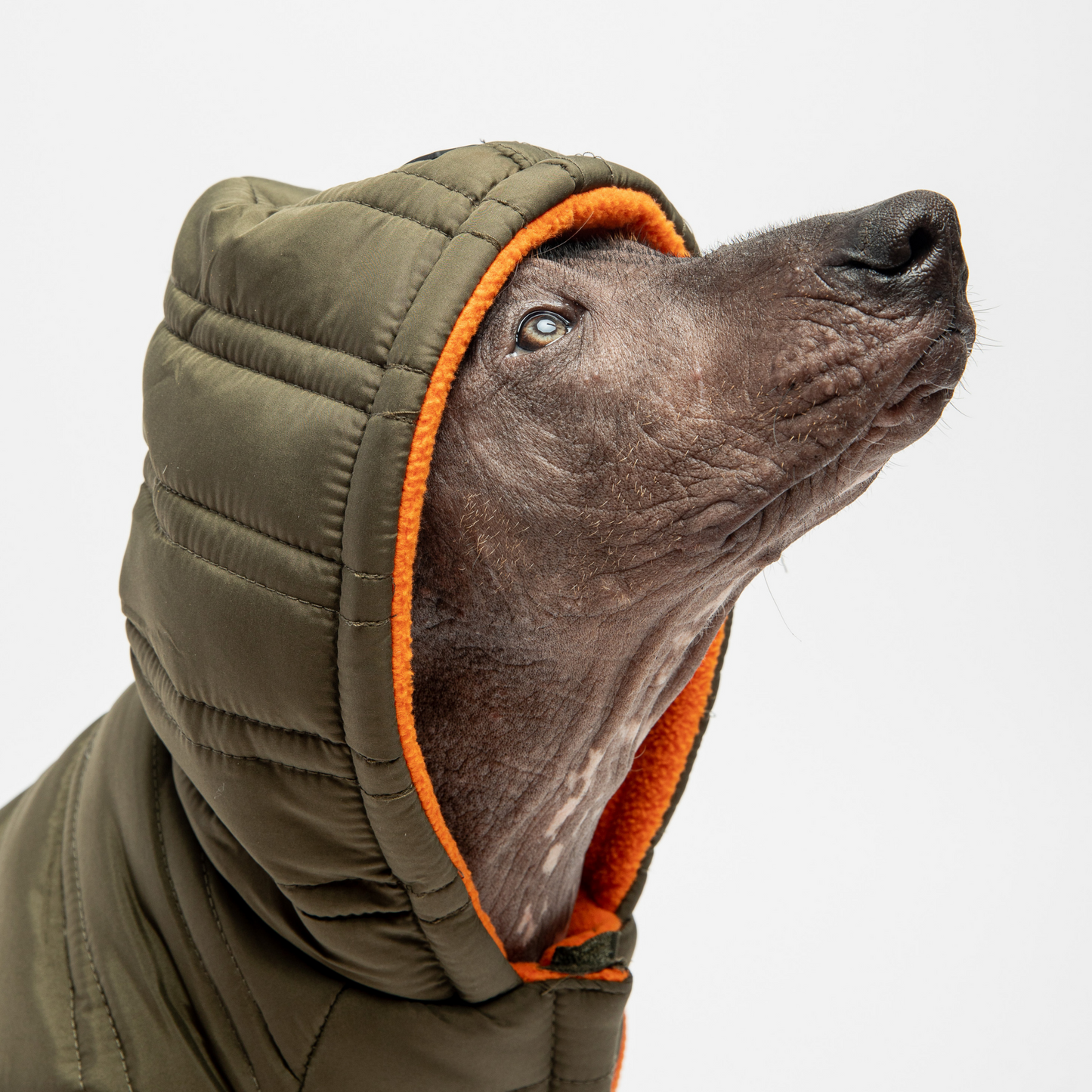 Waggy Dog Jacket - Cypress