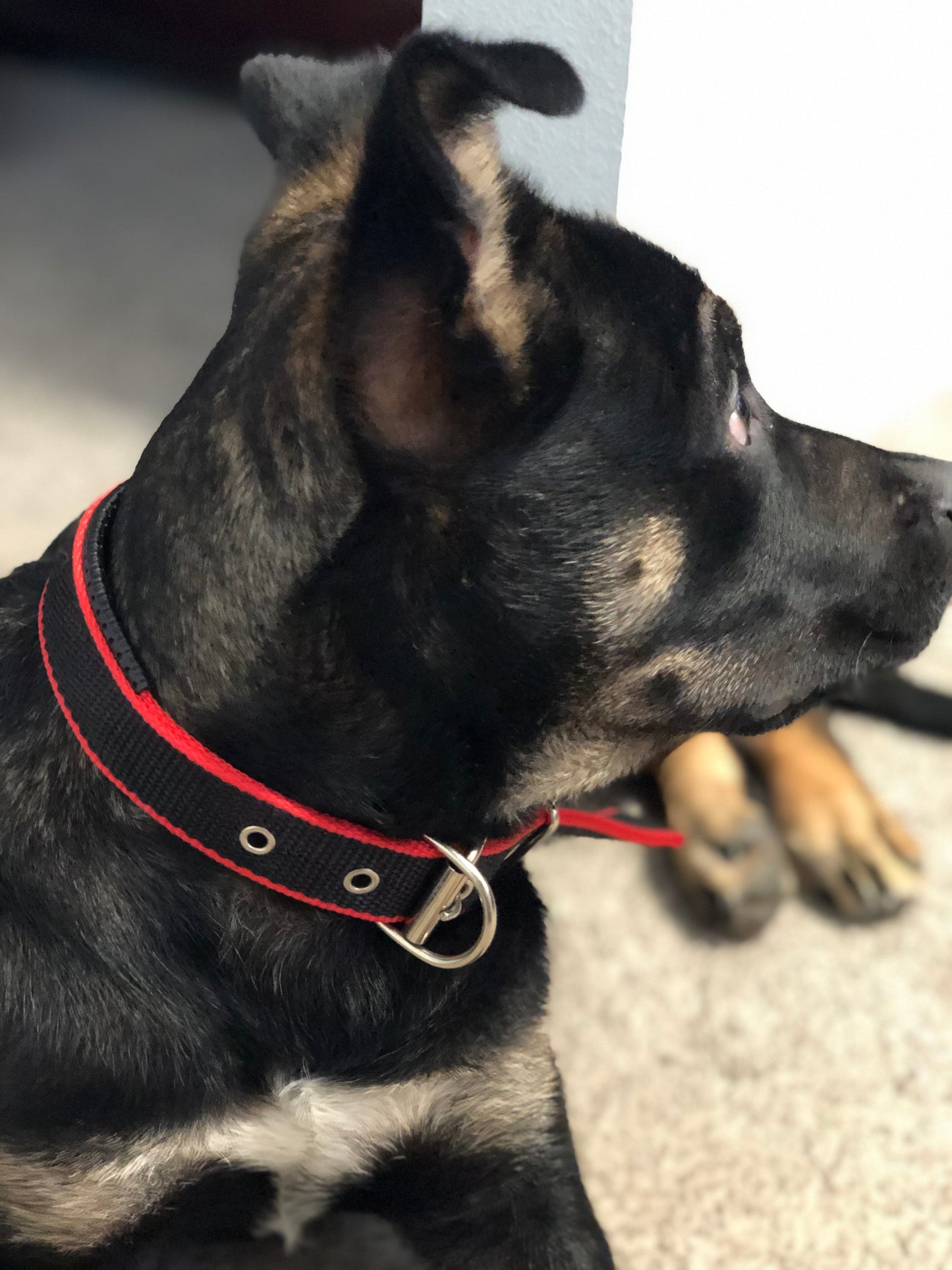 Durable Waggy Dog Collar - Red/Black